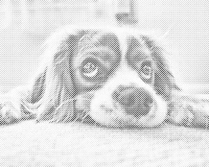 Cute Dog - Dottingo