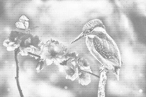 Butterfly and Kingfisher - Dottingo