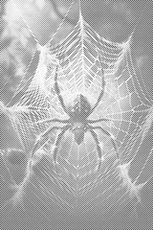 Spider in a Spiderweb - Dottingo