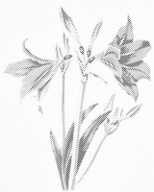 Vintage Lilies - Dottingo