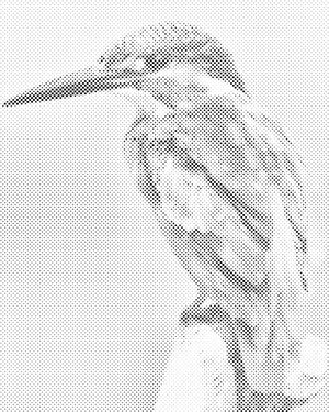 Kingfisher - Dottingo