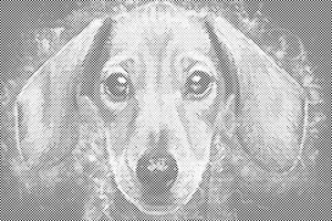 Dachshund head - Dottingo