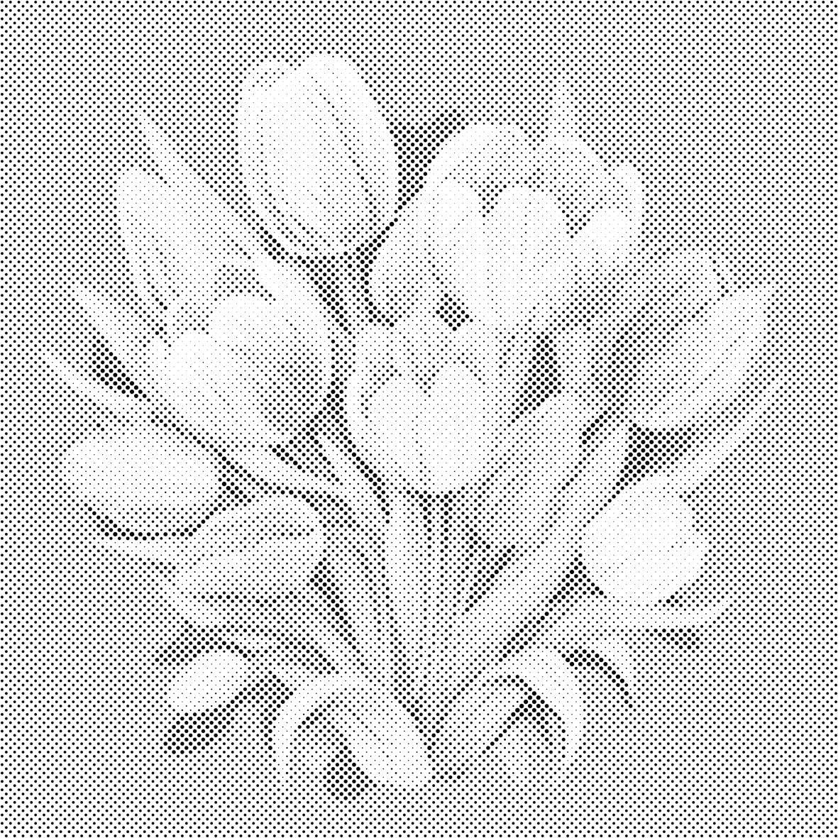 Tulip bouquet - Dottingo