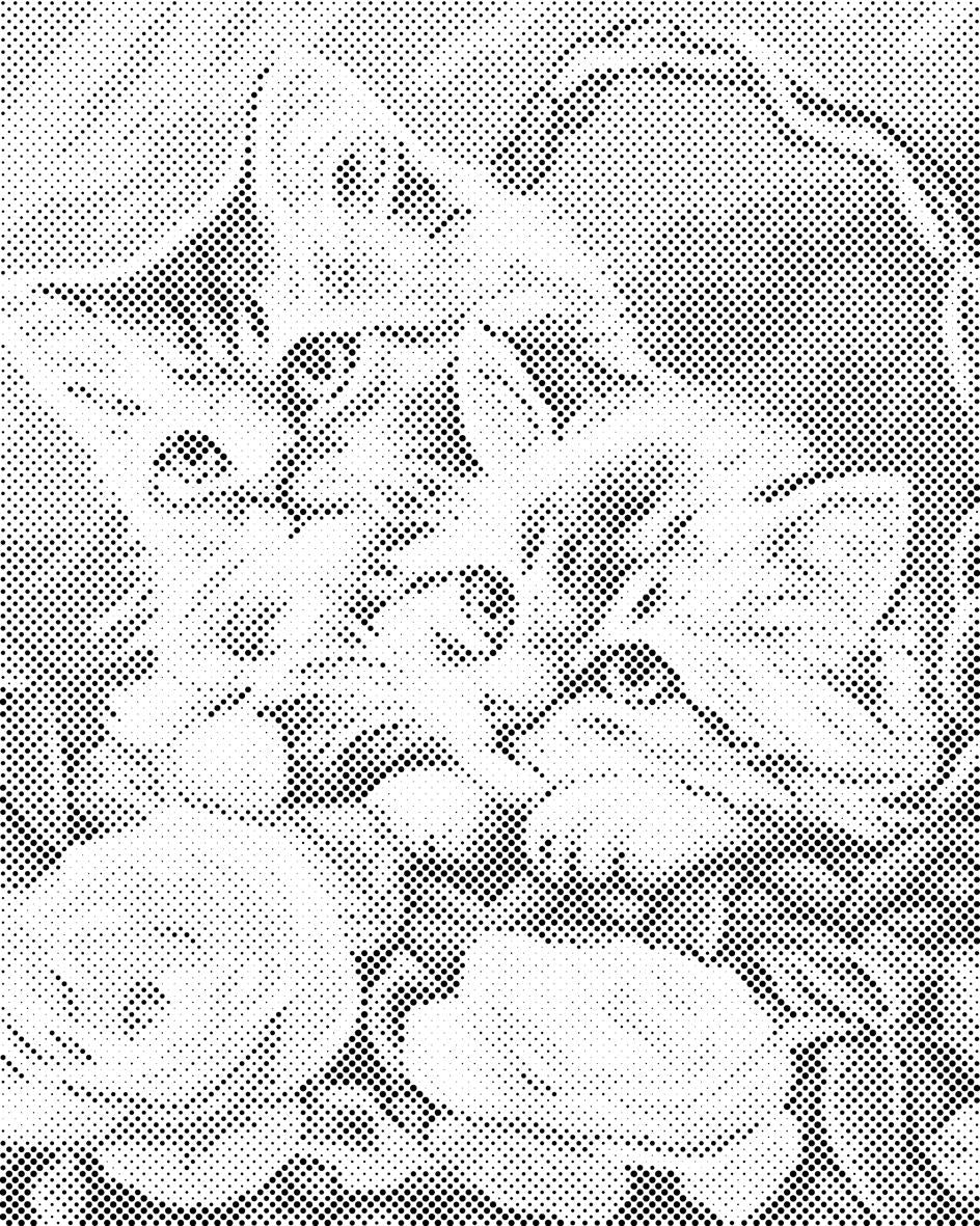 Kittens in Basket - Dottingo