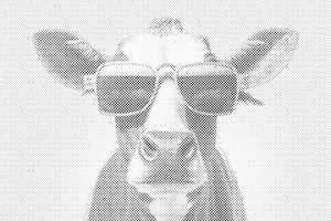 Cool Cow - Dottingo