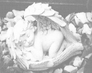 Angel - Dottingo