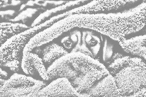 Doggy eyes under the cover 2 - Dottingo