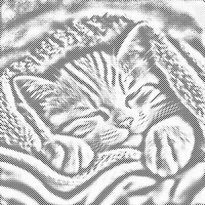 Kitten under cover - Dottingo